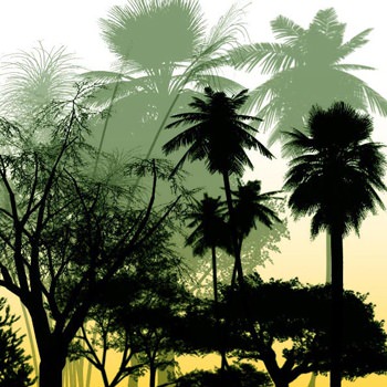 woodbrush