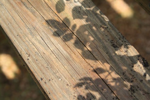 pic2(13)
