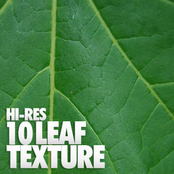 10leaftexture