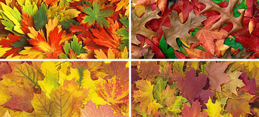 fallleaves(2)