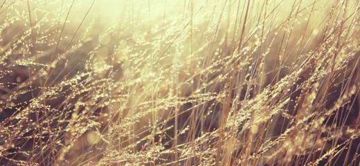 lovely-golden-grass