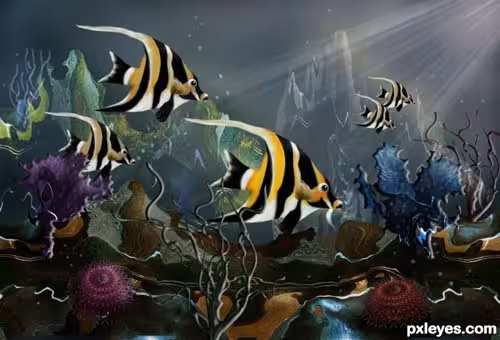 colorful-coral-reef