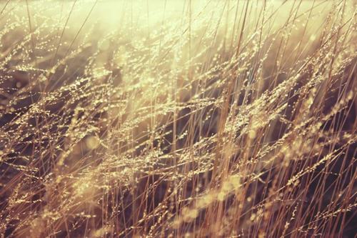 lovely-golden-grass