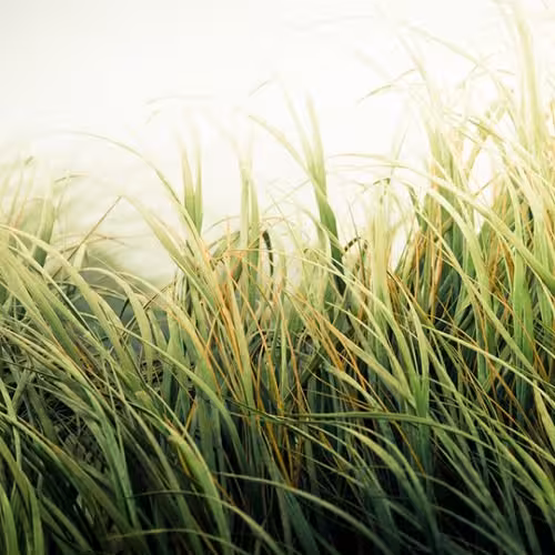 vivid-grass vivid-grass