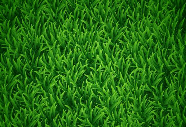 grass_bg