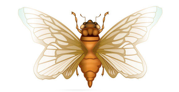 cicada