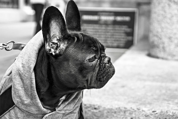 animal-black-and-white-bulldog-316-825x550