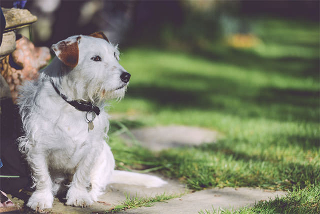 Cute-White-Dog-Sitting-In-A-Garden-With-Grass