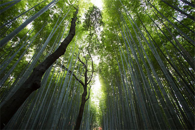 bamboo-forest