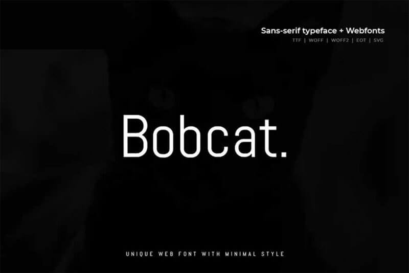 bobcat