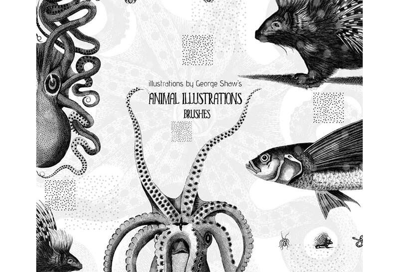 cc0-free-animal-illustrations-brushes