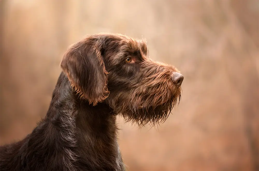 次のお題は犬。毛はどのように選択されるでしょう。