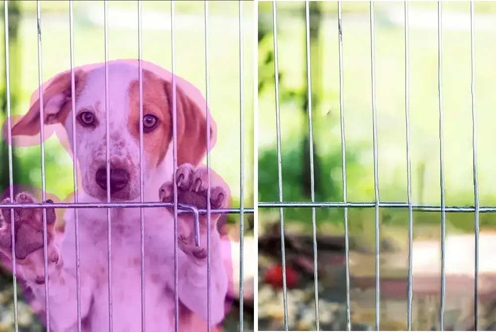 柵の後ろにいたはずの犬も、ごっそり消されています。柵の歪みや背景の生成に注目