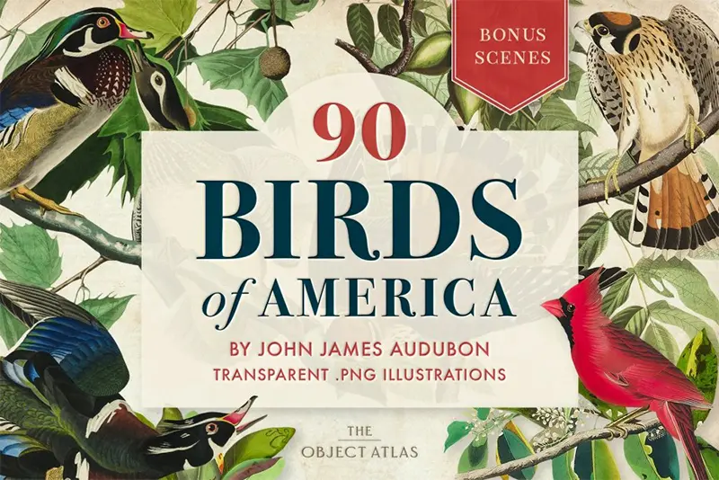Birds-of-America-Vintage-Illustrations