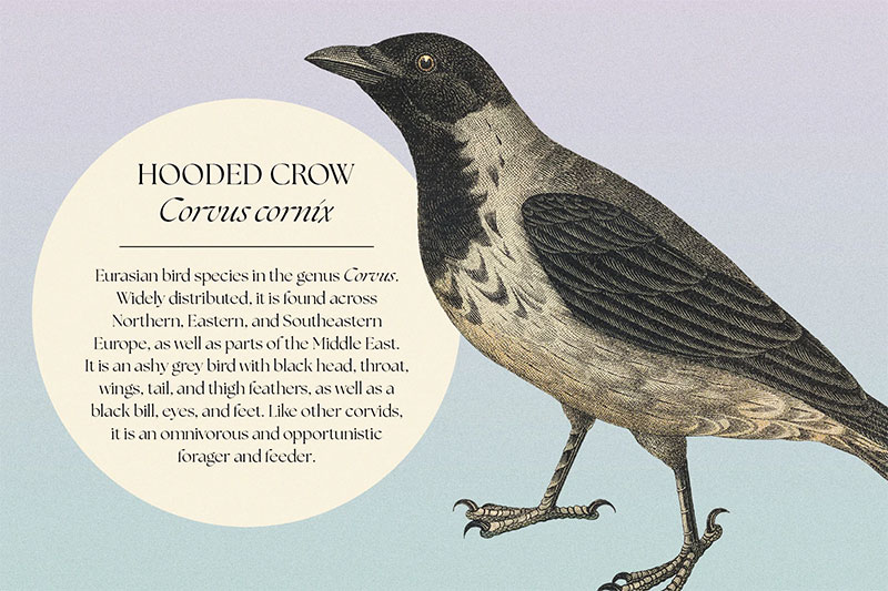 0Gwr5xzz-122-vintage-illustrations-of-birds