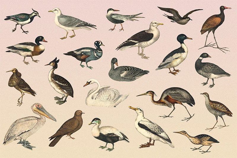 6BT8WpxB-122-vintage-illustrations-of-birds