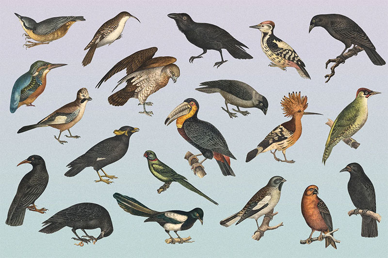 Q8fVCgjz-122-vintage-illustrations-of-birds