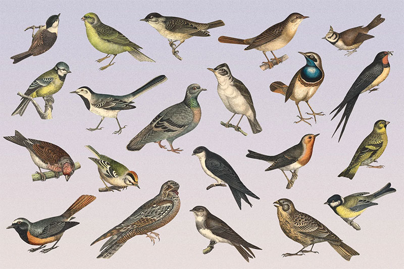 ZlXrxbTU-122-vintage-illustrations-of-birds
