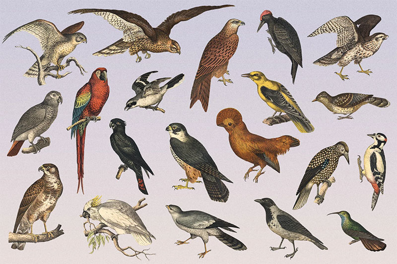 rwIbCVdA-122-vintage-illustrations-of-birds