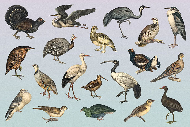 wAYvD4Ct-122-vintage-illustrations-of-birds